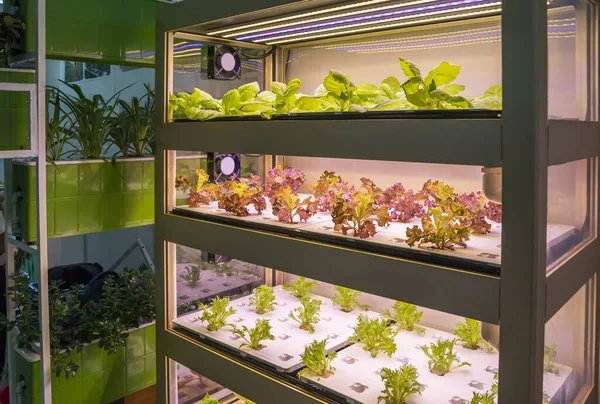 Ortaggi Idroponici Biologici Crescono Con Luce Led Indoor Farm Agricoltura — Foto Stock