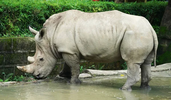 Rinocerontes Brancos Rinocerontes Lábios Quadrados Youn — Fotografia de Stock
