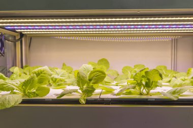 LED Light Indoor çiftliği ve tarım teknolojisi ile organik hidrofonik sebze yetiştiriliyor.