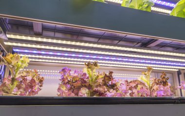 LED Light Indoor çiftliği ve tarım teknolojisi ile organik hidrofonik sebze yetiştiriliyor.