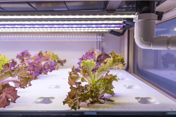 Органічні Гідропонічні Овочі Ростуть Світлодіодною Світлодіодною Фермою Приміщенні Сільськогосподарська Технологія — стокове фото
