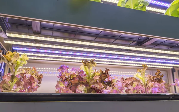 Hortalizas Hidropónicas Orgánicas Crecen Con Luz Led Granja Interior Tecnología — Foto de Stock