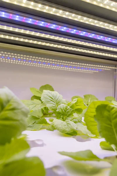 Vegetais Hidropônicos Orgânicos Crescem Com Led Light Indoor Farm Tecnologia — Fotografia de Stock