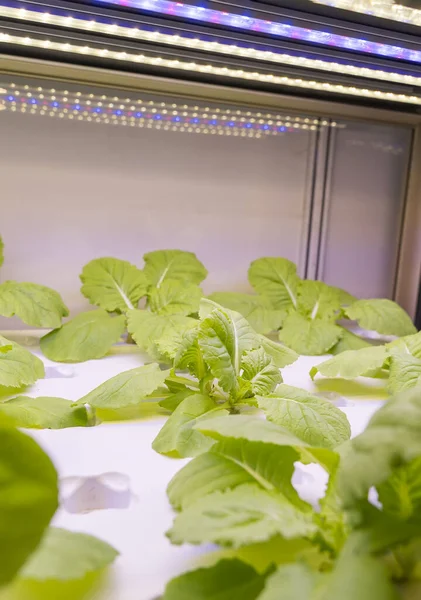 Légumes Hydroponiques Biologiques Poussent Avec Led Light Ferme Intérieure Technologie — Photo