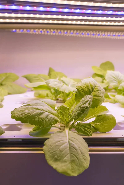 Légumes Hydroponiques Biologiques Poussent Avec Led Light Ferme Intérieure Technologie — Photo