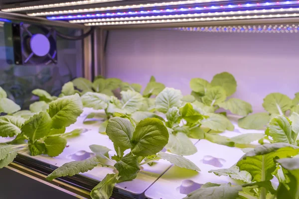 Vegetais Hidropônicos Orgânicos Crescem Com Led Light Indoor Farm Tecnologia — Fotografia de Stock