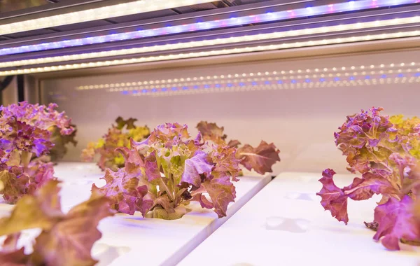 Hortalizas Hidropónicas Orgánicas Crecen Con Luz Led Granja Interior Tecnología — Foto de Stock