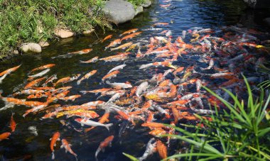 Koi balıkları havuzda