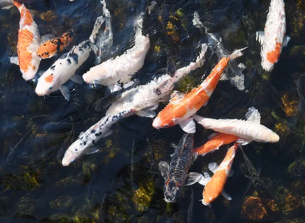 Peixes Koi Lagoa — Fotografia de Stock