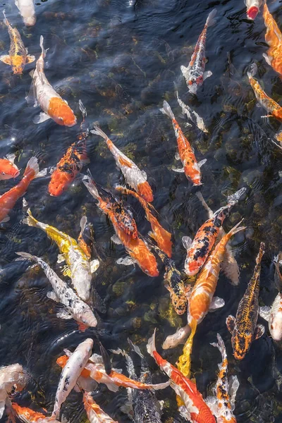 Peixes Koi Lagoa — Fotografia de Stock