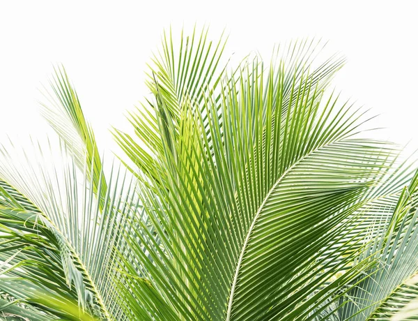 Palm Tree Isolated White Background — Stock Photo, Image