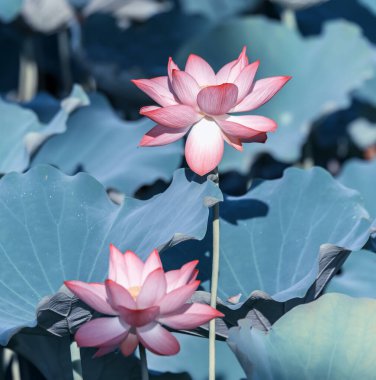 Lotus çiçeği ve lotus çiçek bitki