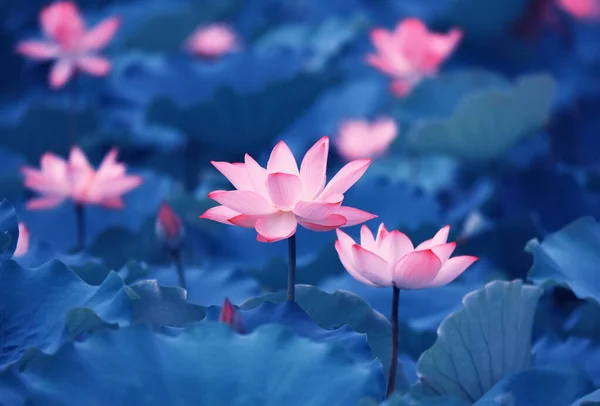 Lotusblume Und Lotusblume Pflanzen — Stockfoto