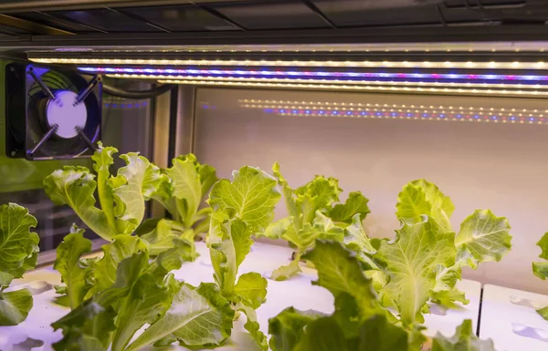 有机水栽蔬菜 Led灯室内种植 农业技术 — 图库照片