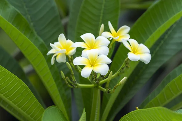 Frangipani Lub Plumeria Tropikalny Kwiat Przyrodzie — Zdjęcie stockowe