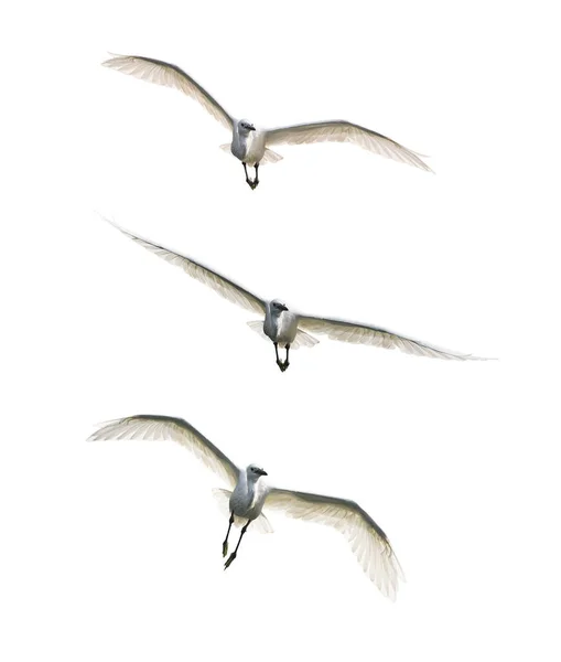 Χιονισμένα Egrets Που Πετούν Λευκό Φόντο — Φωτογραφία Αρχείου