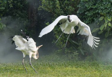 Nadir bulunan Kızıl Taç Turna türleri  