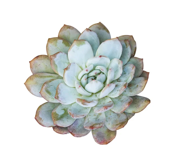 Plantes Succulentes Miniatures Cactus Succulent Isolées Sur Blanc — Photo