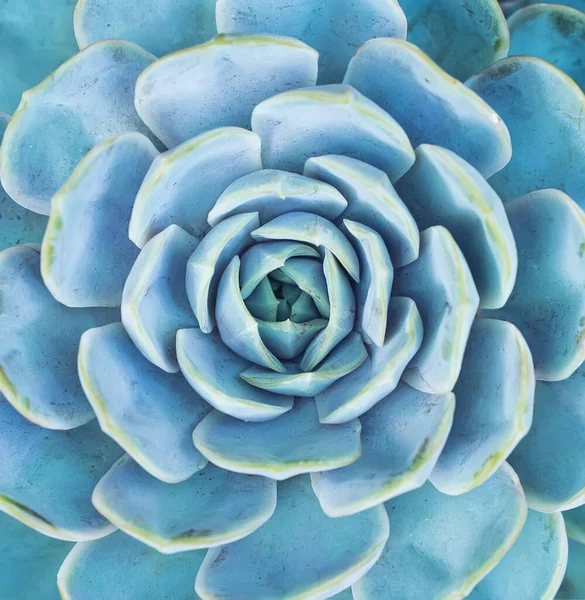 Blauw Miniatuur Sappige Planten Achtergrond — Stockfoto