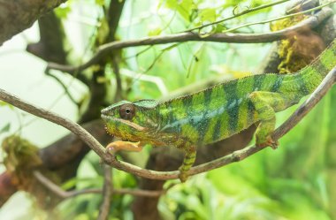 Panther chameleon Furcifer pardalis from Madagascar, perched on a branch clipart