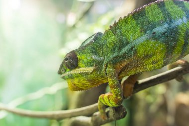 Madagaskar 'dan Panter bukalemunu Furcifer pardalis, bir dala tünemişti.
