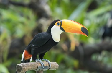 Renkli Toucan kuş profili fotoğrafı