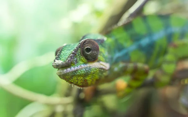 Panther Chameleon Furcifer Pardalis Από Μαδαγασκάρη Σκαρφαλωμένο Κλαδί — Φωτογραφία Αρχείου