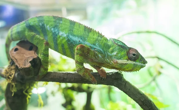 Camaleão Pantera Furcifer Pardalis Madagáscar Empoleirado Ramo — Fotografia de Stock