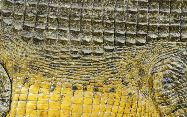 Fechado Crocodilos Pele Amarelo — Fotografia de Stock