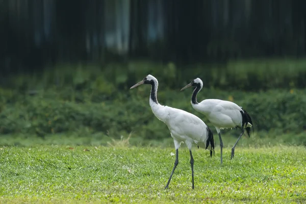 Rare Species Red Crowned Crane — Stock Photo, Image
