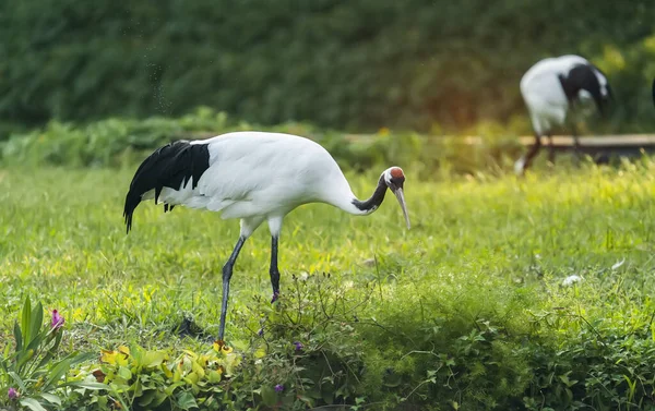 Rare Species Red Crowned Crane — Stock Photo, Image