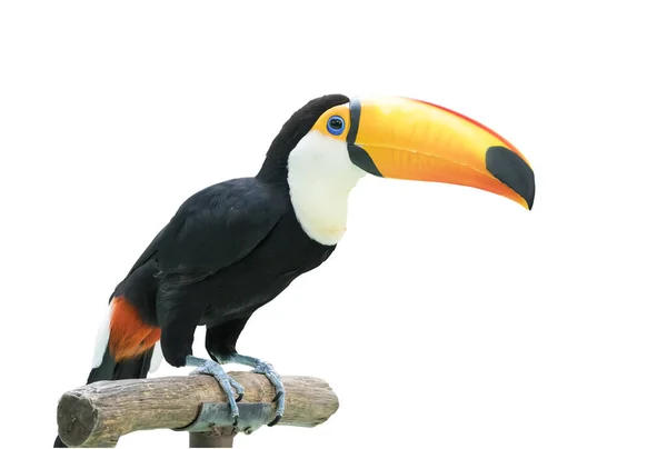 Πολύχρωμη Φωτογραφία Προφίλ Πουλιών Toucan — Φωτογραφία Αρχείου