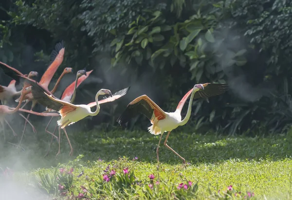 Flamingo Birds Standing Lake — Stock Photo, Image
