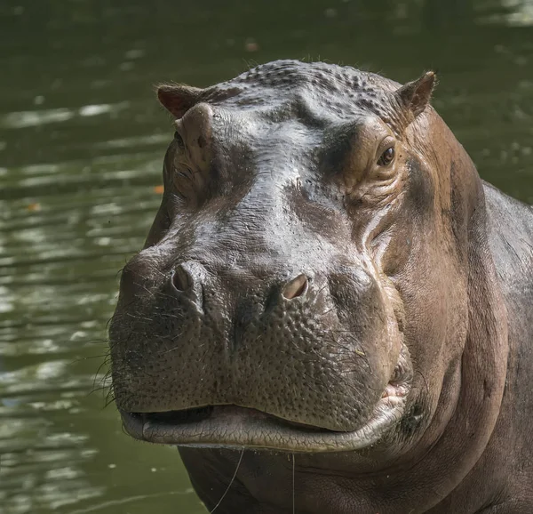 Hippo Predador Selvagem Jardim Zoológico — Fotografia de Stock