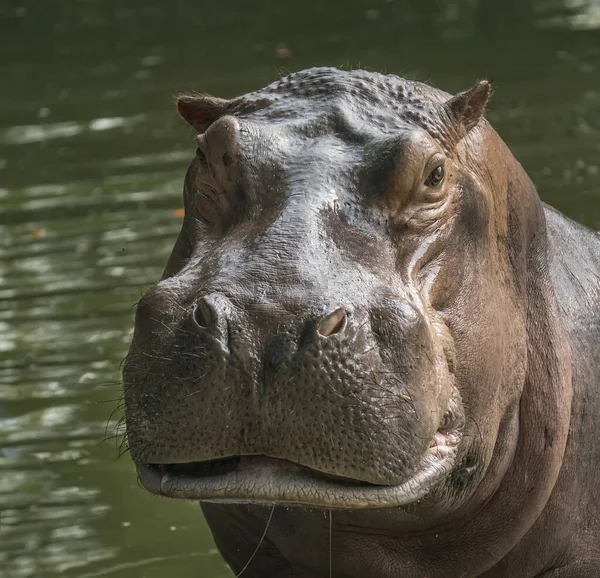 Hippo Prédateurs Sauvages Dans Zoo — Photo