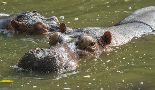 Hippo Prédateurs Sauvages Dans Zoo — Photo