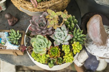 Lezzetlilerin dikdörtgen sıralaması; bir ekicinin içindeki kaktüs sulu.