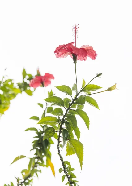 Closeup Hibisci Rosae Sinensis Flower — Stock Photo, Image