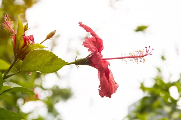 Closeup Hibisci Rosae Sinensis Flower — Stock Photo, Image