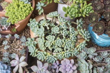 Lezzetlilerin dikdörtgen sıralaması; bir ekicinin içindeki kaktüs sulu.