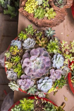 Lezzetlilerin dikdörtgen sıralaması; bir ekicinin içindeki kaktüs sulu.