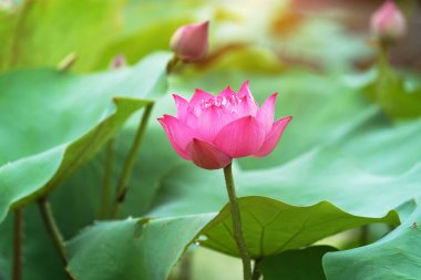 Lotus çiçeği ve lotus çiçek bitki