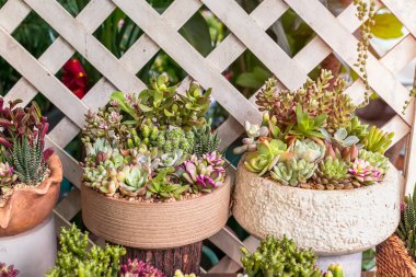 Bahçedeki minyatür sulu bitkiler (sulu kaktüsler)