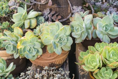 Bahçedeki minyatür sulu bitkiler (sulu kaktüsler)