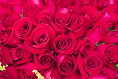 kırmızı gül arka plan, doğal dokusu