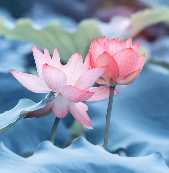 Fleur Lotus Fleurissant Dans Étang Été Avec Des Feuilles Vertes — Photo