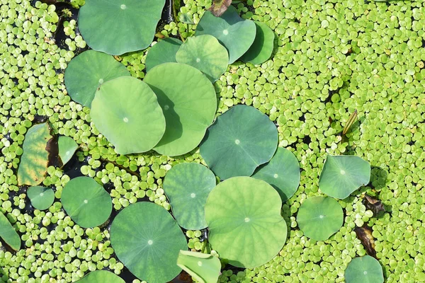 Lotus Blad Achtergrond Met Water Druppels — Stockfoto