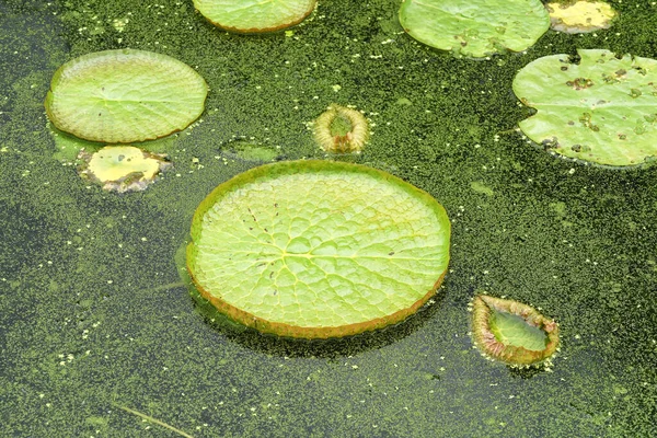 Obrovské Plovoucí Lotus Obří Amazon Leknín Victoria Amazonie Odjíždí Rybníku — Stock fotografie