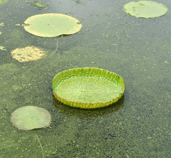 Immense Lotus Flottant Nénuphar Géant Amazonien Amazonie Victoria Feuilles Dans — Photo