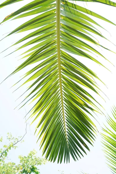 Зелена Пальма Проти Неба — стокове фото
